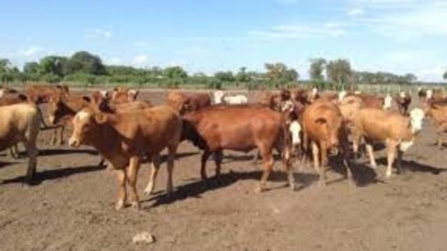 Vaquillonas Braford en Andresito\u002E (WEB)