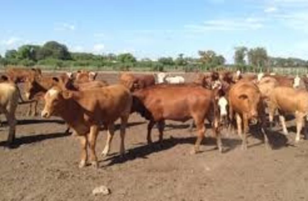 Exitoso remate en la Asociación Ganadera de Andresito