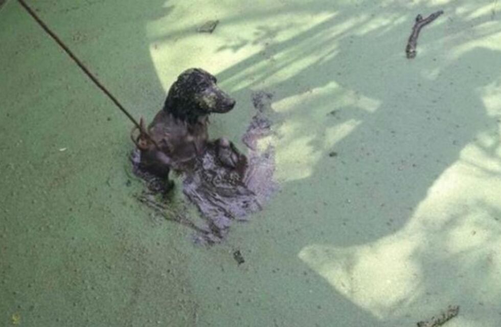 Colonia Caroya: tiraron tres perros a un tanque para que mueran ahogados