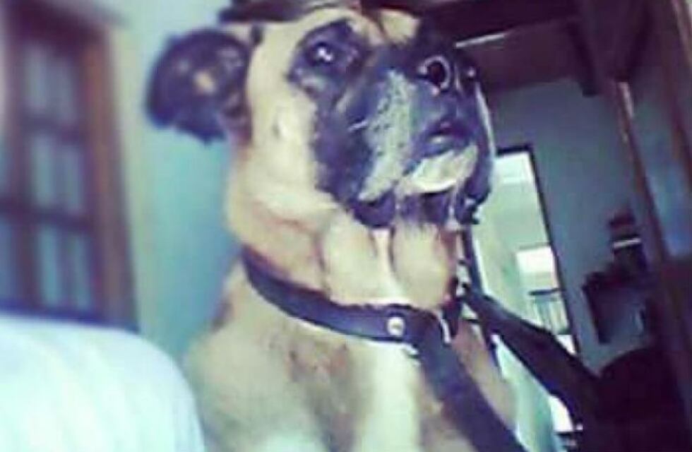 Acusan a un policía de matar a un perro