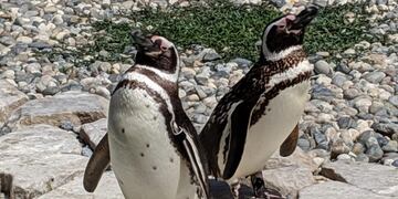 Pingüino de Magallanes (EFE)