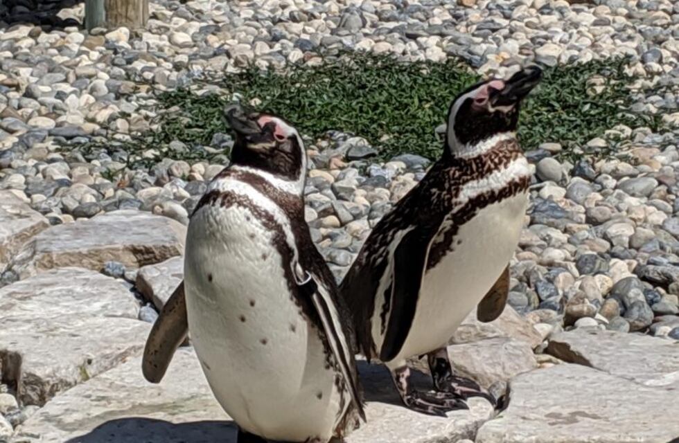 La temporada de pingüinos en Punta Tombo comenzará el 13 de septiembre