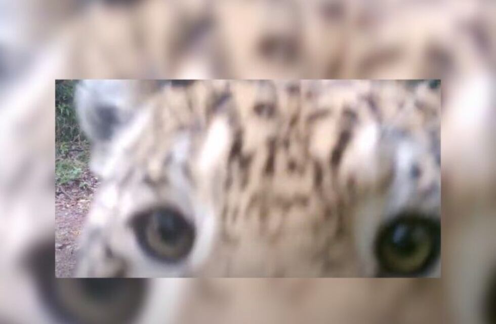 Una cámara captó a un yaguareté en el Valle del Cuña Pirú