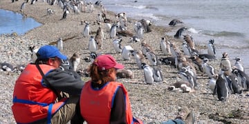 isla pingüinos