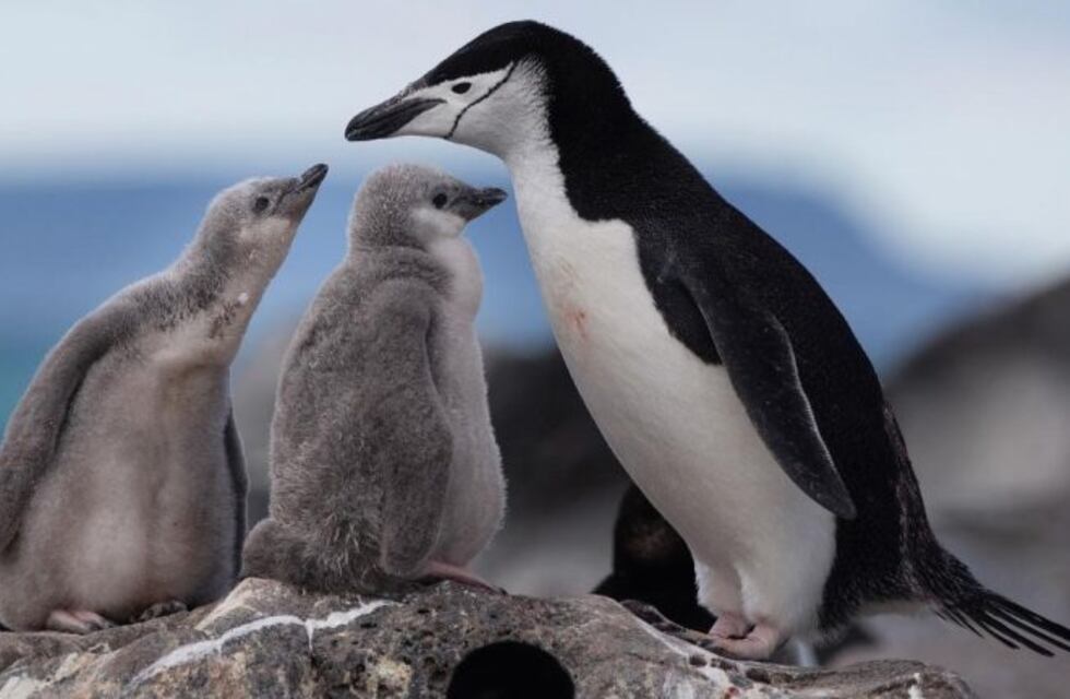 Cambio climático: una colonia de pingüinos antárticos disminuyó casi 77% en los últimos 50 años
