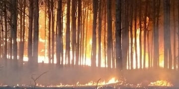 Incendio de pinares de Alpa Corral.