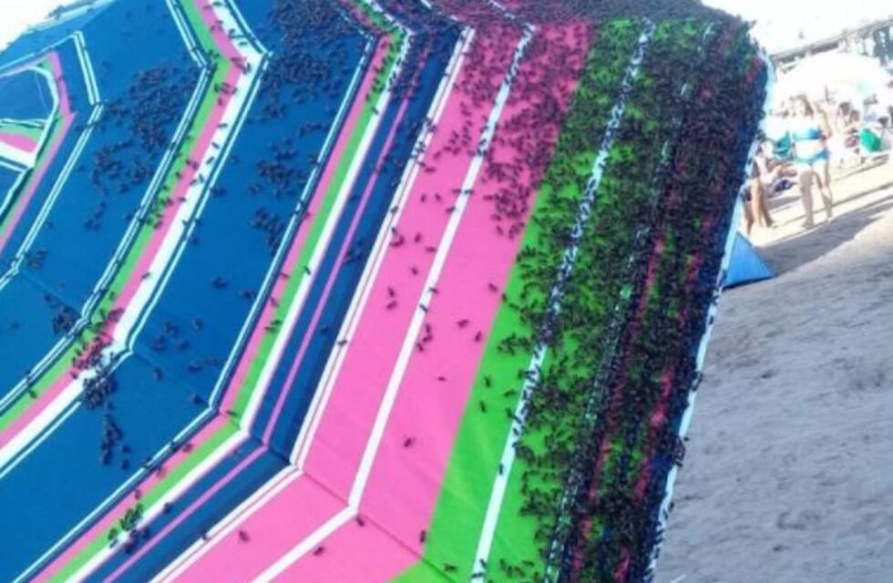 Una invasión de avispas ahuyenta a los turistas de las playas del centro de Mar del Plata