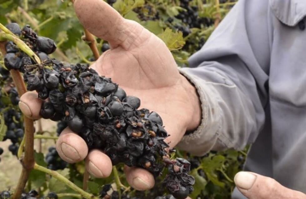 Más de un centenar de productores no ha ido a cobrar el Seguro Agrícola