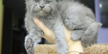 Uno de los gatitos de raza Maine Coon\u002E