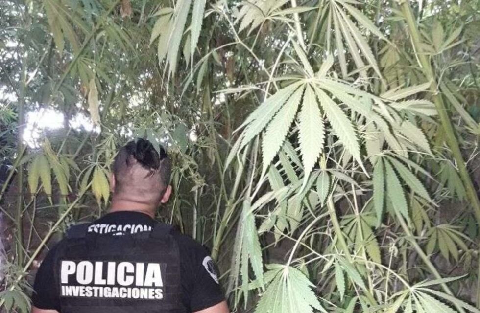 Buscaban a un ladrón y encontraron más de 200 plantas de marihuana
