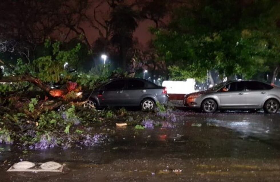 El temporal dejó calles anegadas y varios árboles caídos