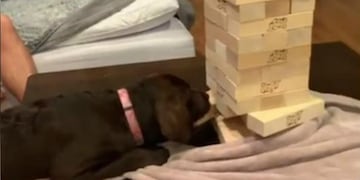 Perro que juega al jenga