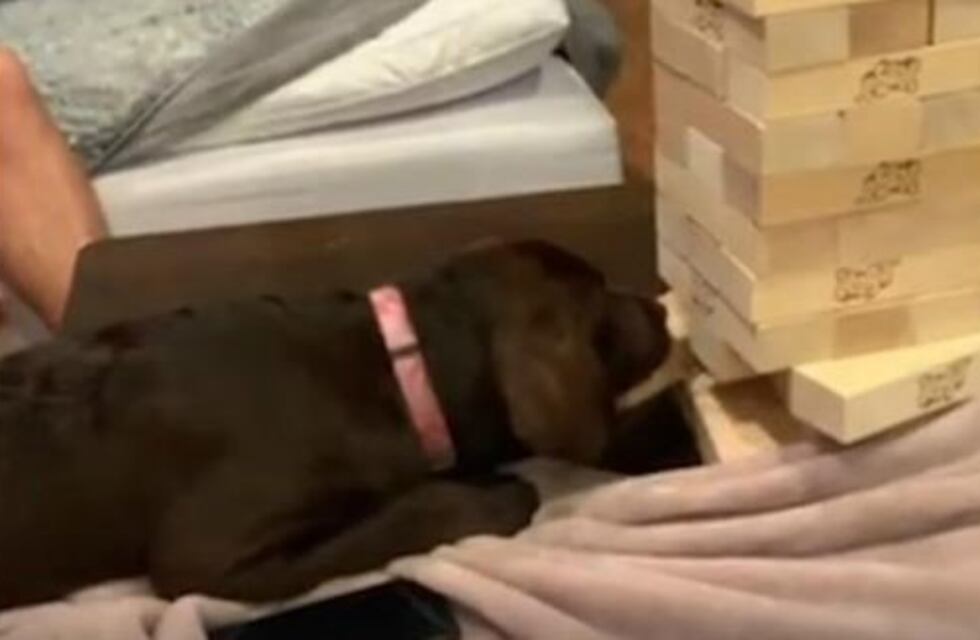 Video: un perro que juega al jenga es la nueva sensación de internet