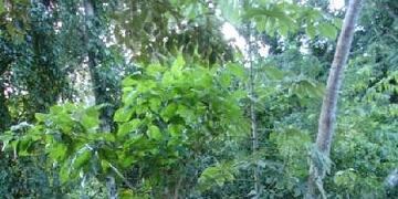 Andresito: realizarán una jornada de limpieza del Arroyo 9 de Julio