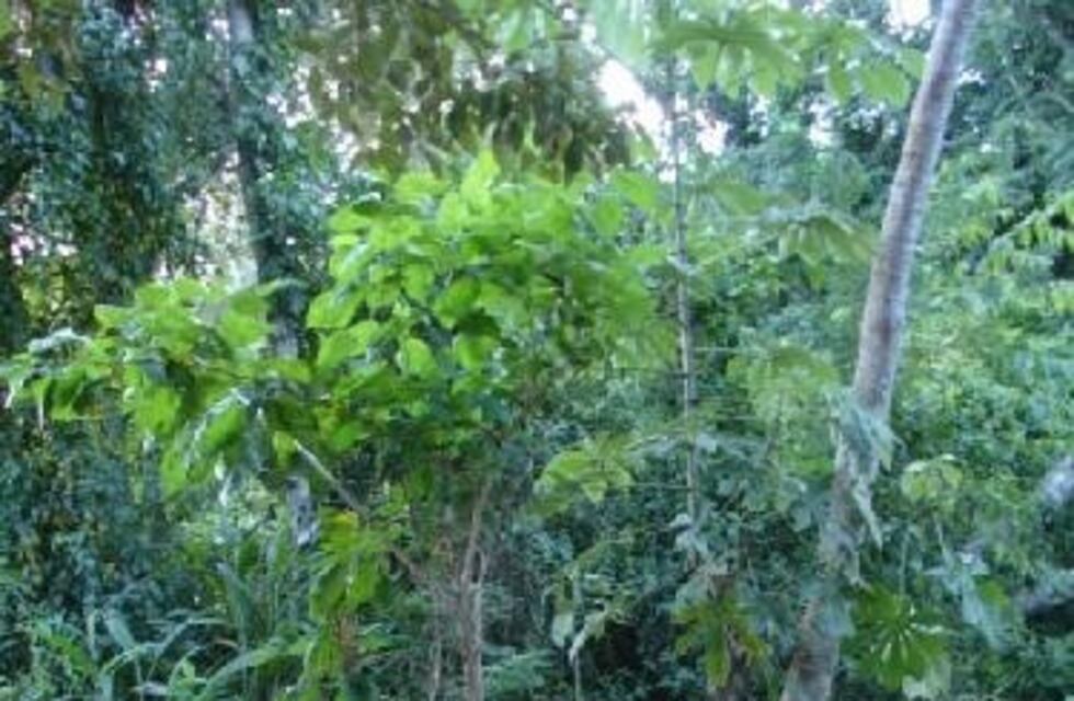 Andresito: realizarán una jornada de limpieza del Arroyo 9 de Julio