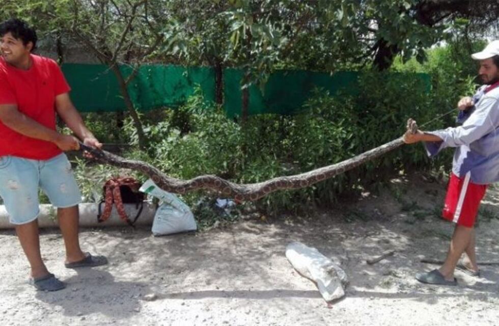 Susto en Los Mojones: encontraron una lampalagua de tres metros