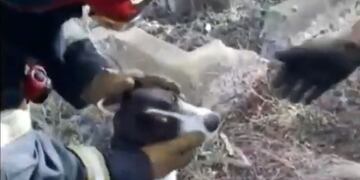 Uno de los perros que cayeron en una cisterna de Río Negro (Foto: Policía de Río Negro)