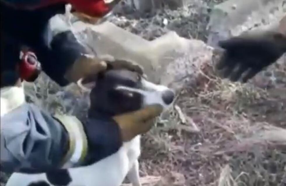 Bomberos rescataron a dos perros que habían caído en una cisterna