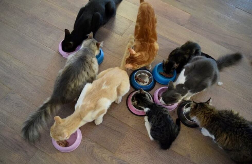 Denunciaron a un sujeto por robarse los gatos de un vecino y dárselos de comer a su perro