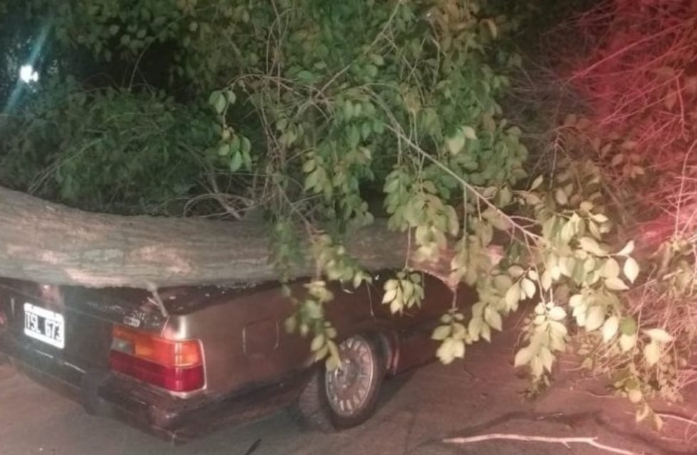 Caída de árboles, postes y corte de luz tras el paso del fuerte viento en Bahía