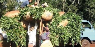 Tareferos cargan sobre un camión la yerba mate recién cosechada en una chacra de Misiones\u002E (MisionesOnline) IMAGEN ILUSTATIVA