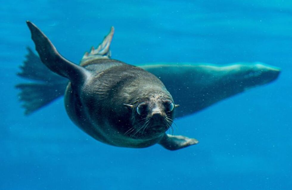 ¡Qué dolor! Un lobo marino mordió a un nadador en los testículos