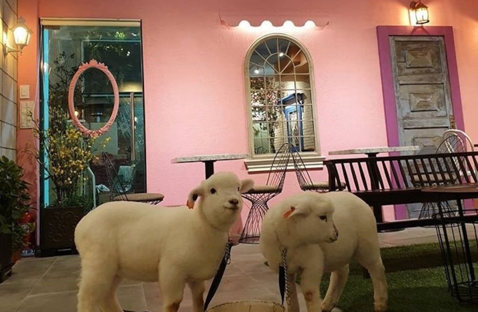Increíble: una cafetería en Corea permite acariciar ovejas