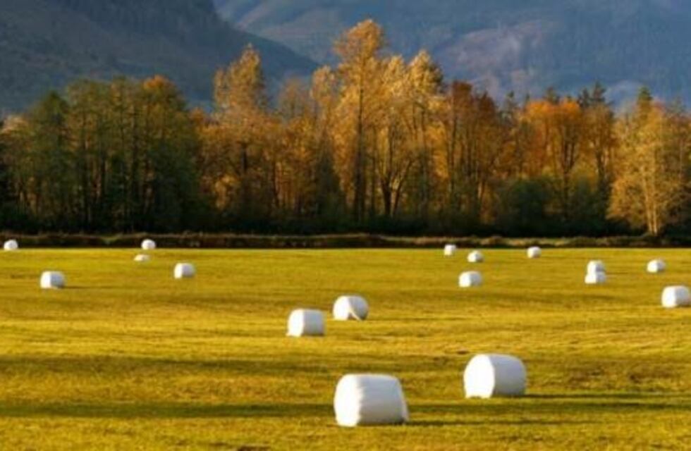 Las fases del ensilado