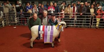 Campeona hembra Hampshire Down de La Armonía de Misiones\u002E (CIMECO)