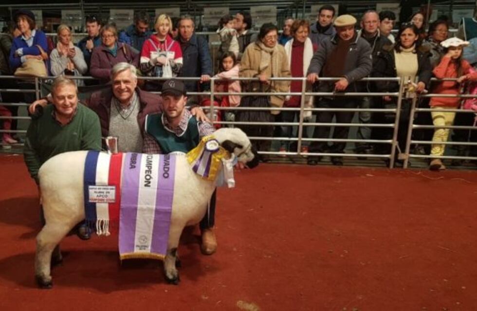 Ovinos de Misiones fueron premiados en Palermo