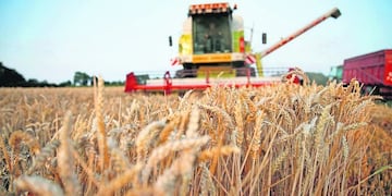 Se redujo la producción de trigo