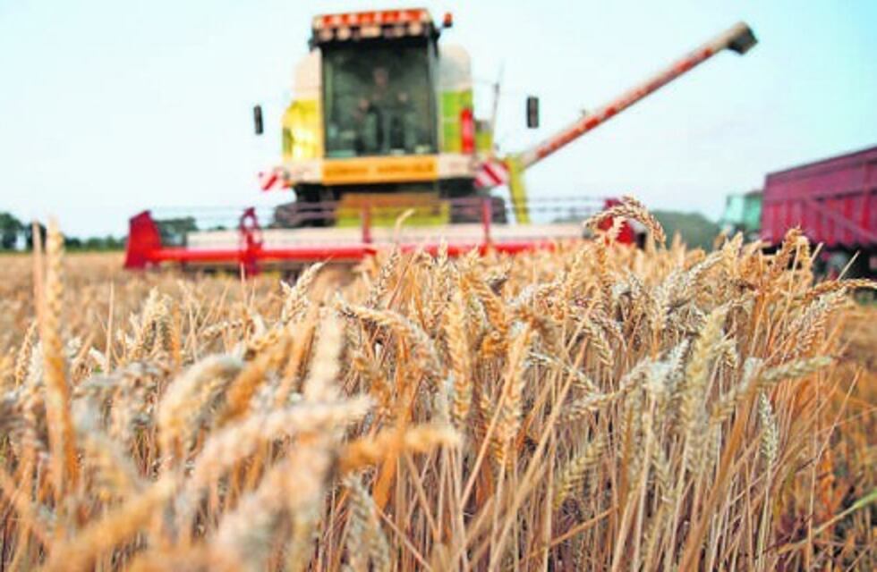 Bahía Blanca: la producción de trigo finalizaría en 3,27 millones de toneladas