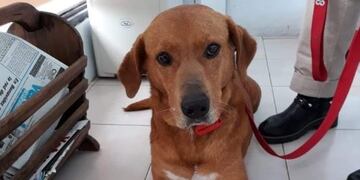 Adoptaron un perro y lo devolvieron a la semana por robar comida de la mesa (Foto: web)