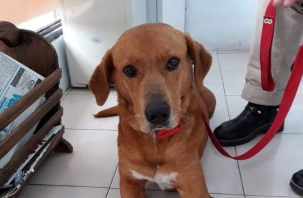 Adoptaron un perro y lo devolvieron a la semana por robar comida de la mesa