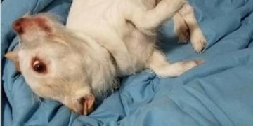 El extraño efecto óptico en la foto de un perrito\u002E