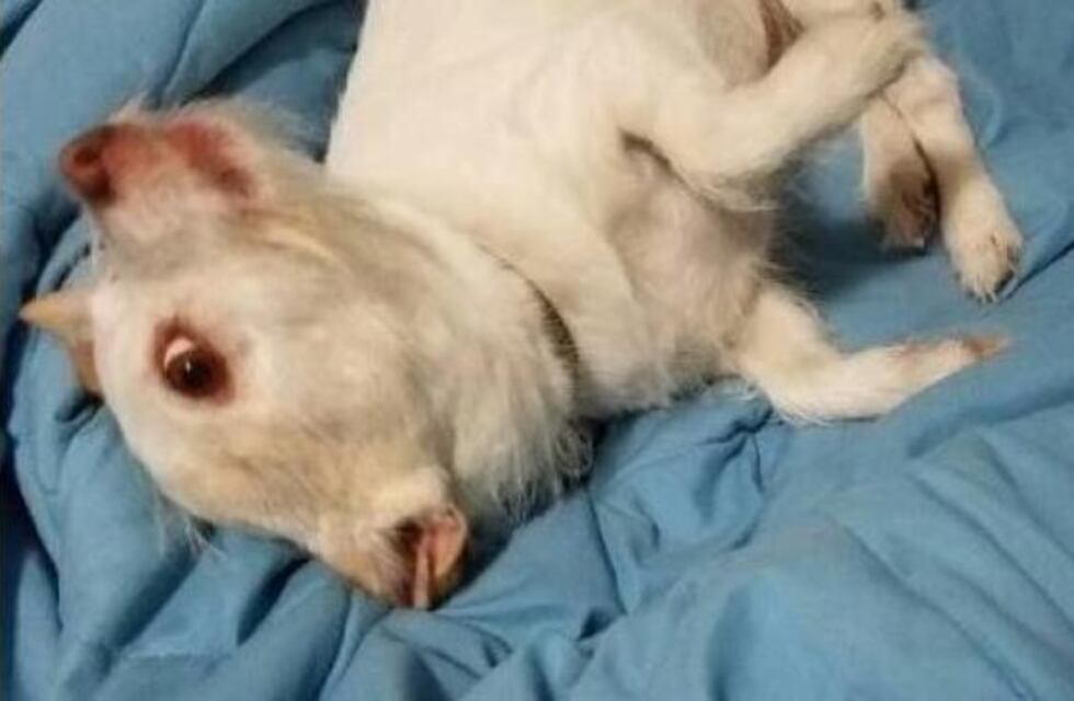 ¿Qué animal es?: La imagen con un raro efecto que tuvo en vilo a miles de usuarios