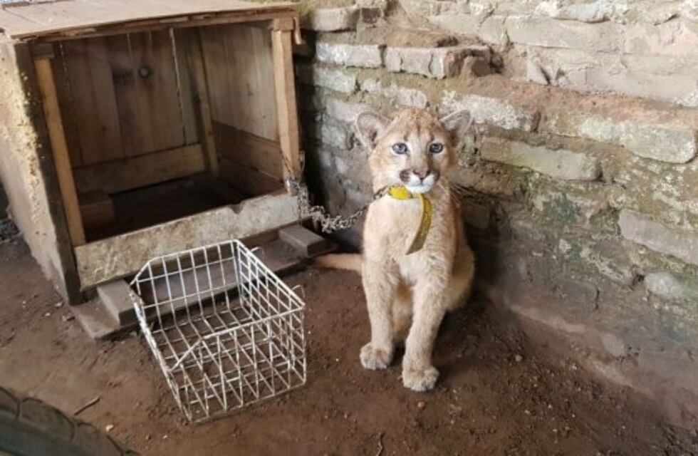 Rescataron a un puma criado por una familia como mascota