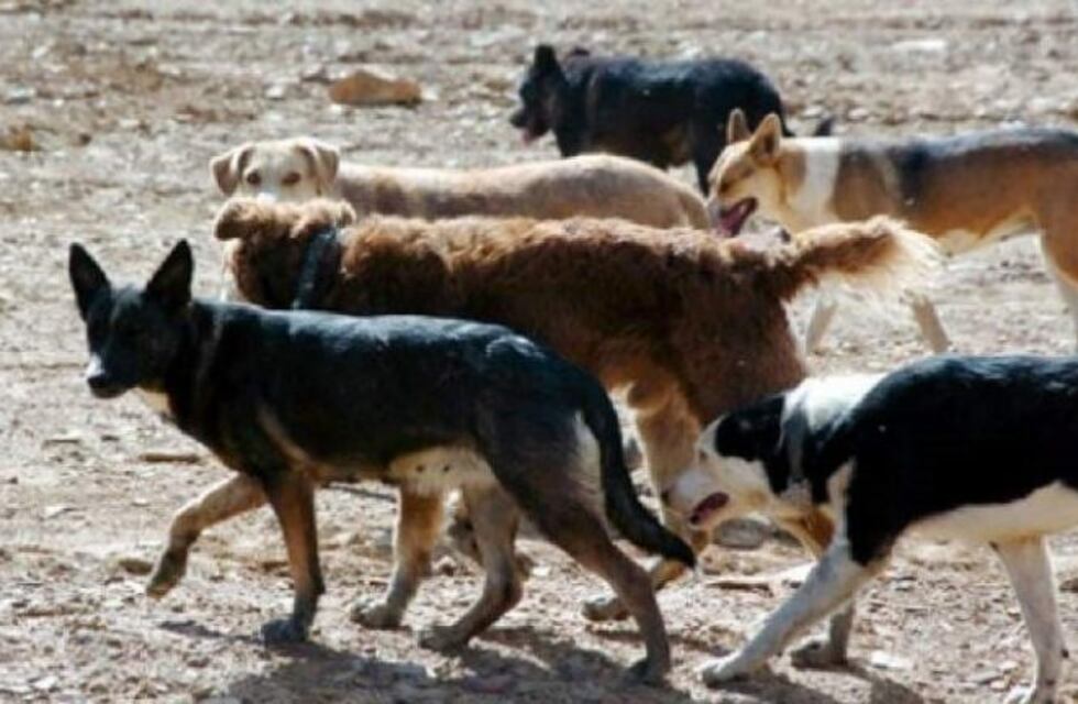 Un vecino a la Justicia porque sus perros mataron a un nene