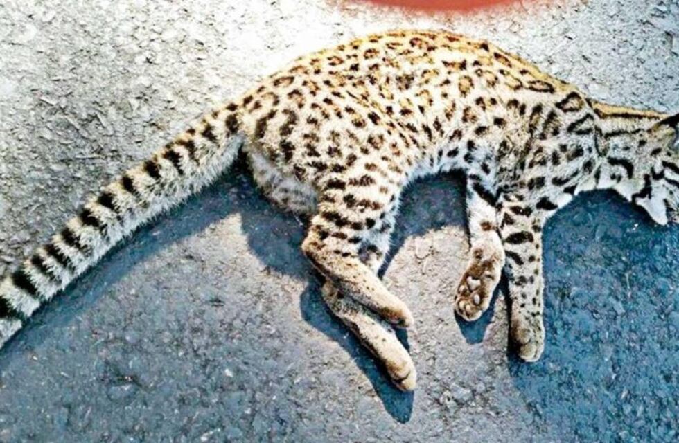 Atropellaron un ocelote en el acceso a Cataratas