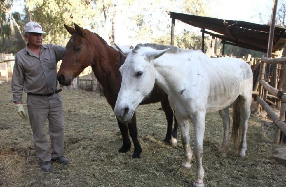 Detuvieron a un hombre por azotar a dos caballos arriba de una carretela
