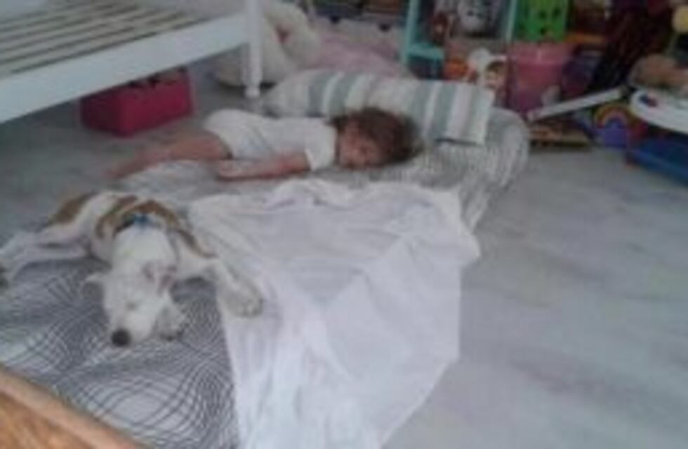 La Plata: delincuentes entraron a una casa y se llevaron un cachorro de pitbull