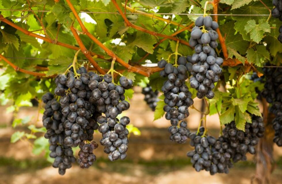 Realizaran un convenio que beneficiará a los productores de uva de los valles Calchaquíes