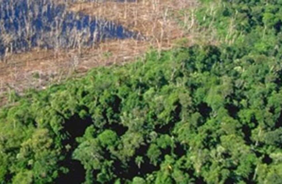 Bosques Nativos: Formosa no rindió fondos federales por 48 millones
