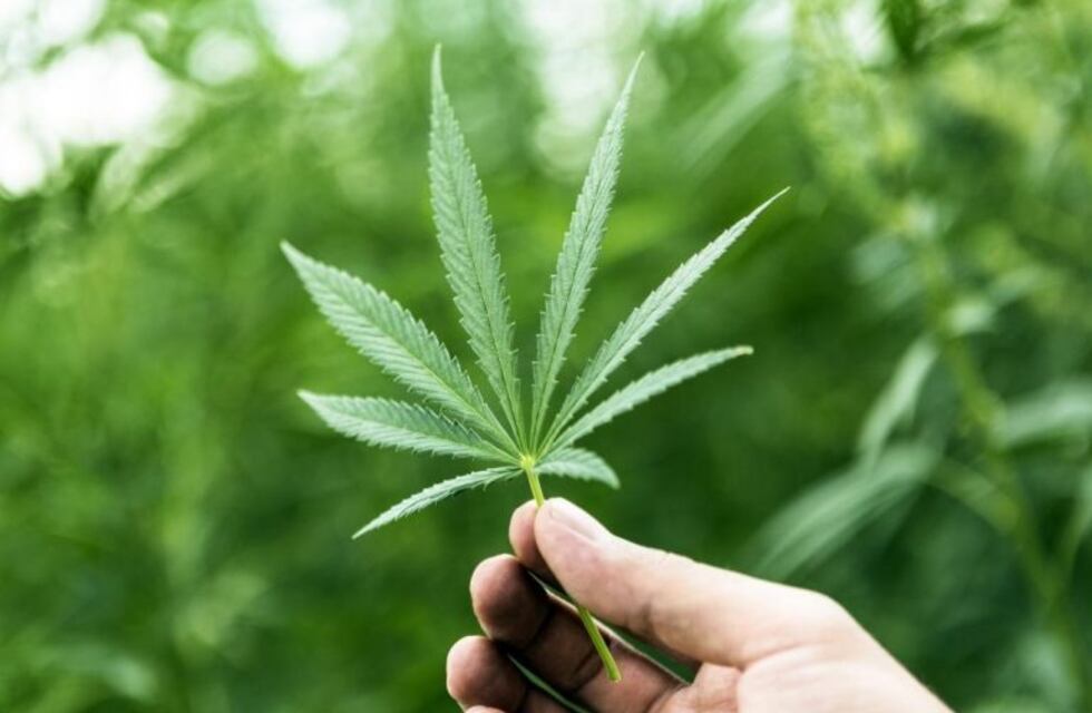 Chaco tendrá su Consejo Asesor sobre uso medicinal del Cannabis