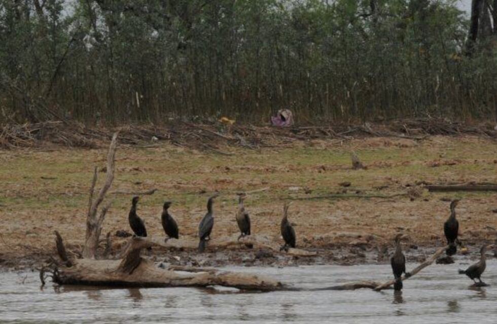 Incendios en las islas: construyen un refugio para las aves que huyen