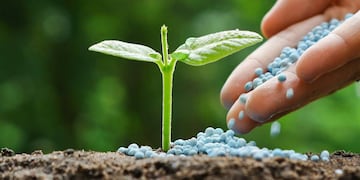 El agua de arroz es un fertilizante natural y económico que ayuda a fortalecer y nutrir las plantas de interior.