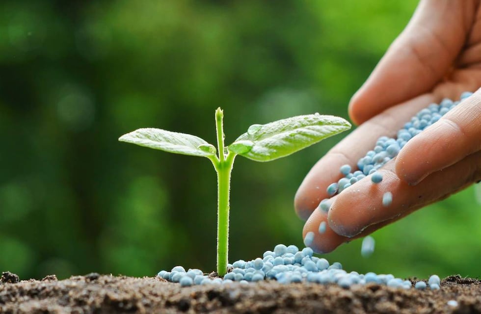 Cuál es el fertilizante natural para plantas que está en todas las casas y pocos saben que existe