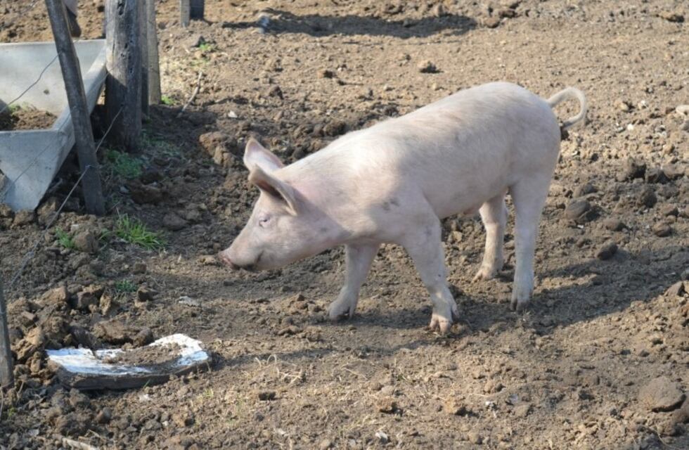 San Luis solicita al Senasa que suspenda la faena de cerdos hasta que se ponga en regla el frigorífico