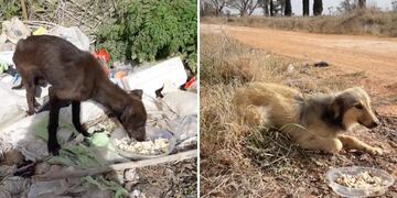 El gran gesto de Silvana: rescató a dos perritas abandonadas en un camino rural