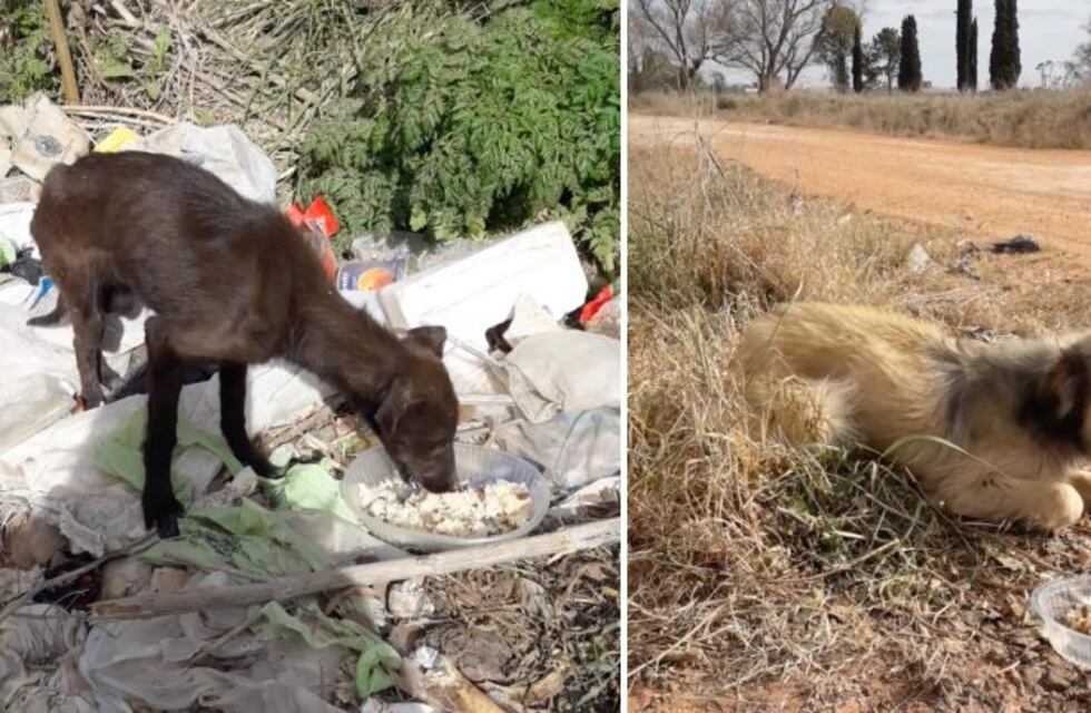 El gran gesto de Silvana: rescató a dos perritas abandonadas en un camino rural